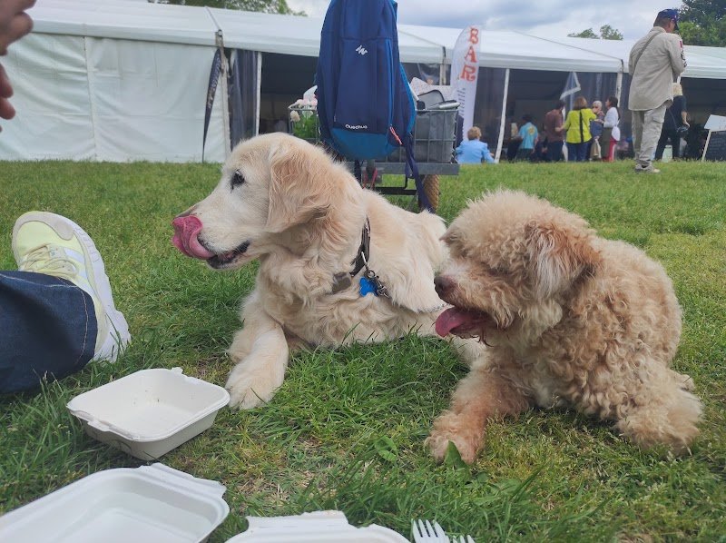 Animals' House Centro Benessere Cane - Foto 5