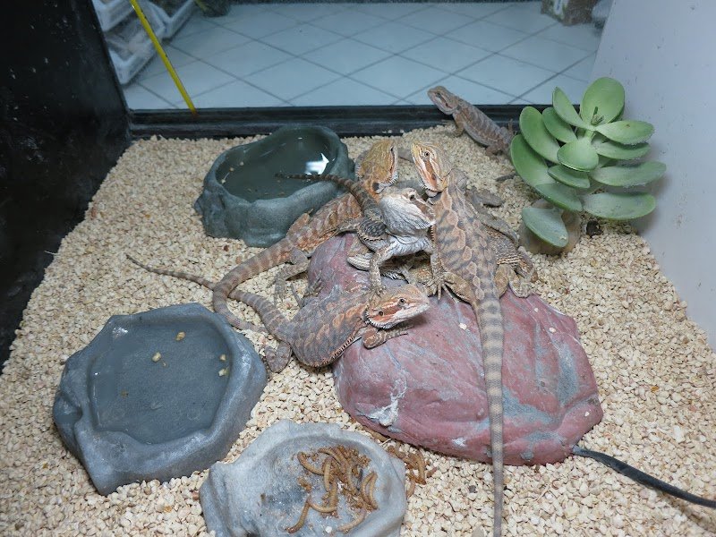 Animals Republic - Foto 3