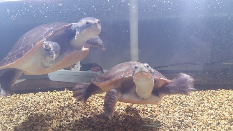 Animals Republic - Foto 6