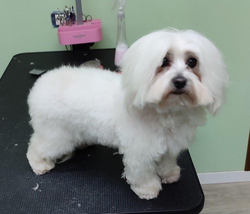 Animal's services - Foto 2