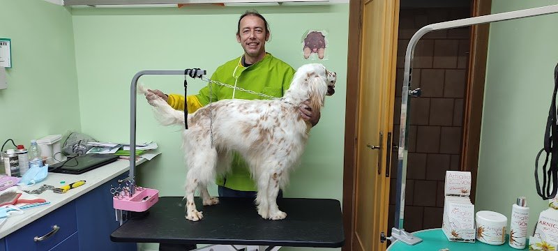 Animal's services - Foto 3