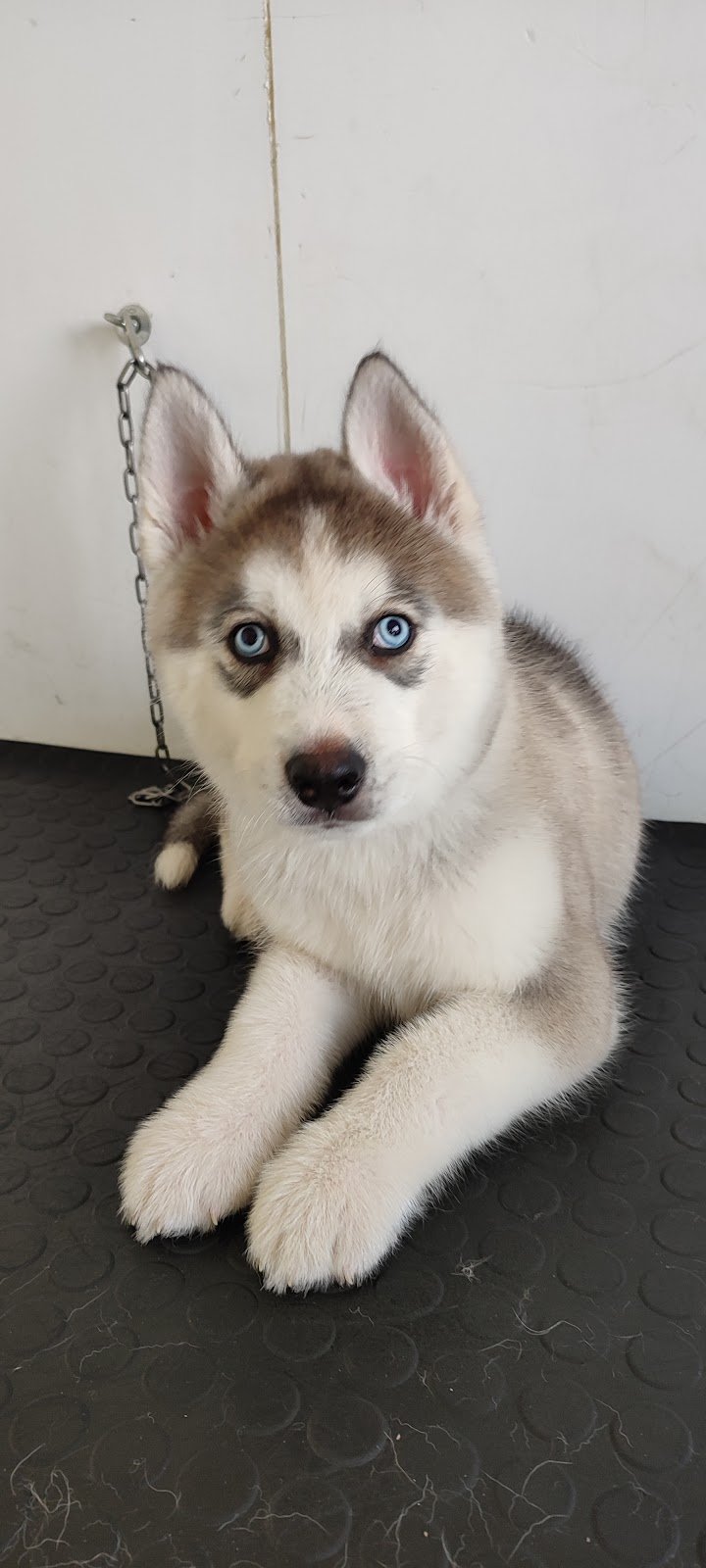 Animal's services - Foto 4