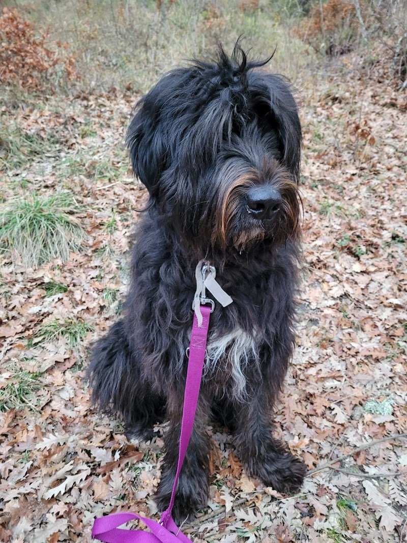 Animal's services - Foto 5