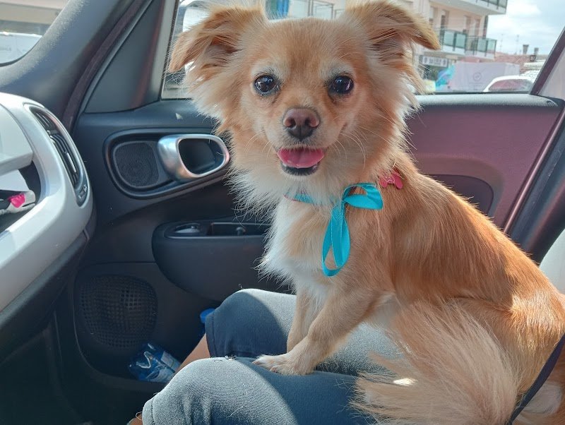 Arca di Noè - Foto 2