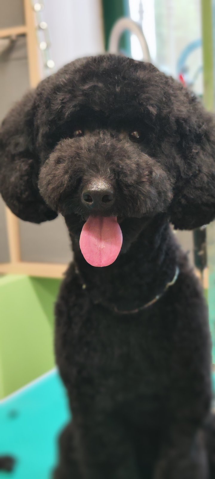 Arca di Noè - Foto 4