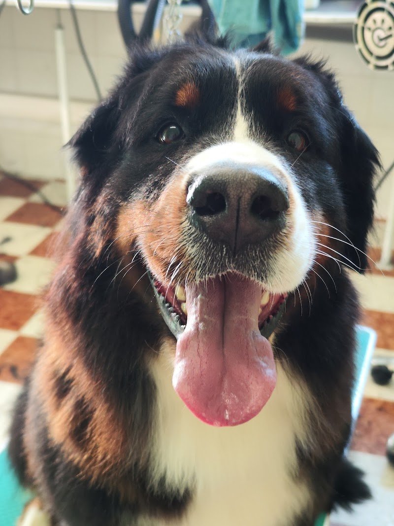 Arca di Noè - Foto 5