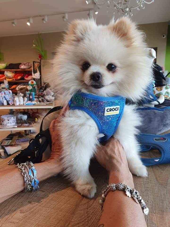 Arca Di Noe' - Foto 3