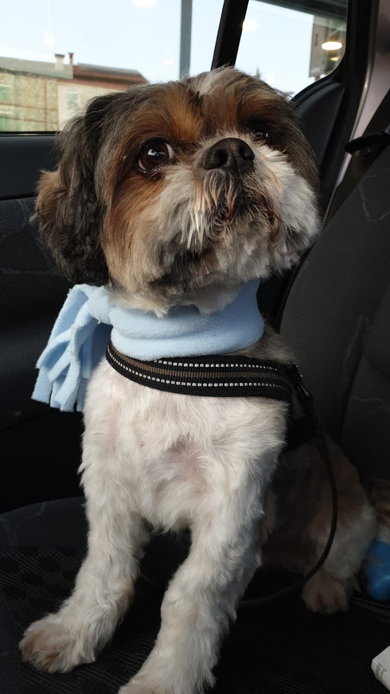 Arcobaleno - Toelettatura a Vicenza per Cani e Gatti - Foto 1