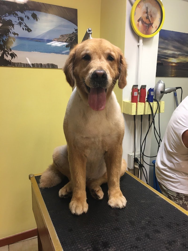 Arcobaleno - Toelettatura a Vicenza per Cani e Gatti - Foto 3