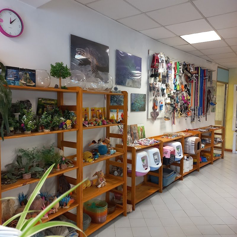 Arcobaleno - Toelettatura a Vicenza per Cani e Gatti - Foto 4