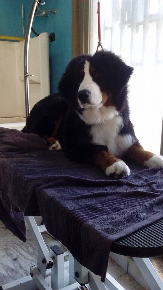 Argos Pet Shop e Toelettatura - Foto 1