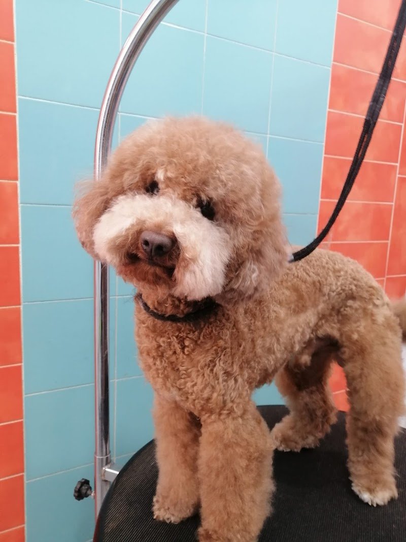 Argos Pet Shop e Toelettatura - Foto 4