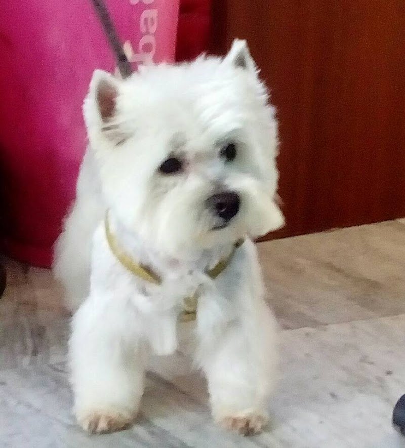 Argos Pet Shop e Toelettatura - Foto 6