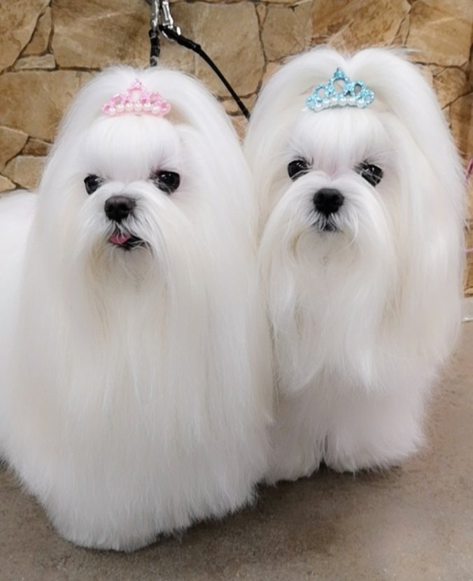 ARMONY PET | Toelettatura Cani - Foto 2