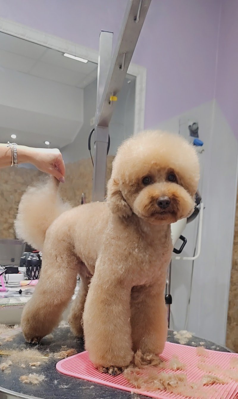 ARMONY PET | Toelettatura Cani - Foto 3