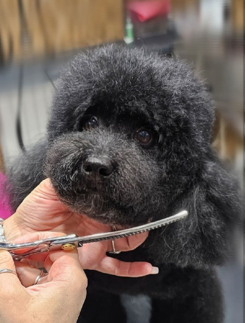 ARMONY PET | Toelettatura Cani - Foto 4