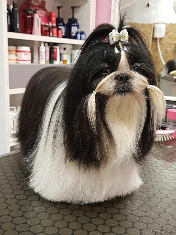 ARMONY PET | Toelettatura Cani - Foto 6