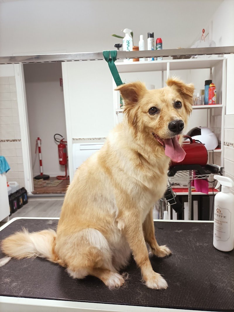 Arruffa & Sbuffa - Foto 3