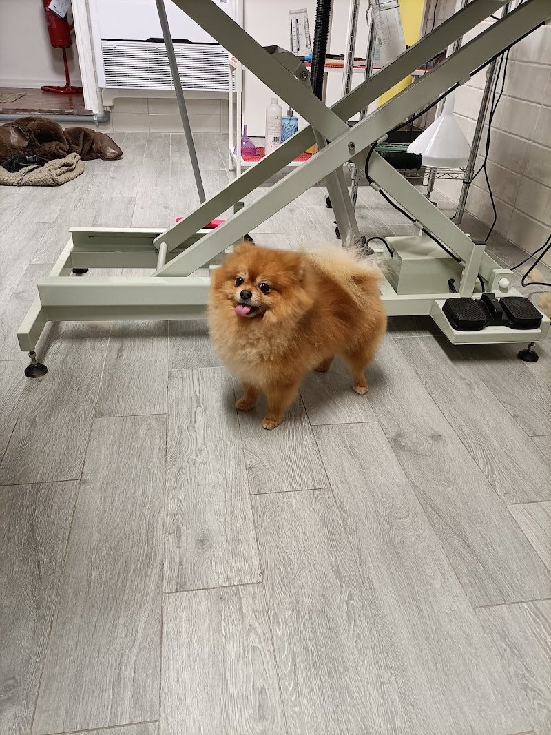 Arruffa & Sbuffa - Foto 6