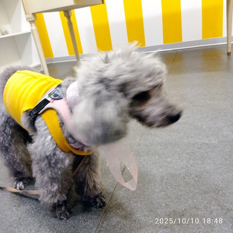 Arthemon Toelettatura & SPA - Foto 1