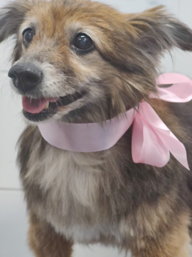 Arthemon Toelettatura & SPA - Foto 2