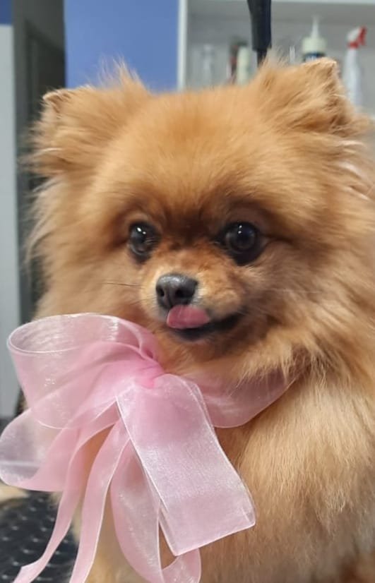 Arthemon Toelettatura & SPA - Foto 3