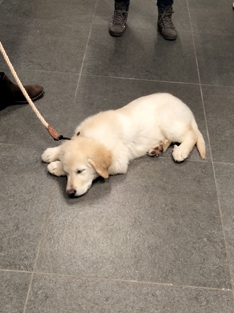 Arthemon Toelettatura & SPA - Foto 4