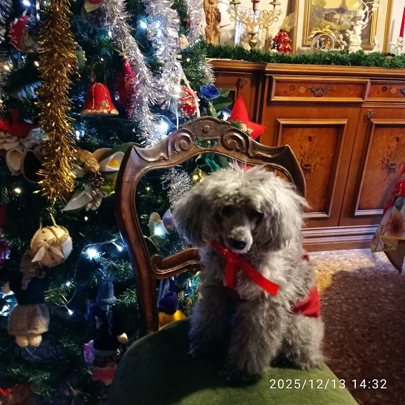 Arthemon Toelettatura & SPA - Foto 5