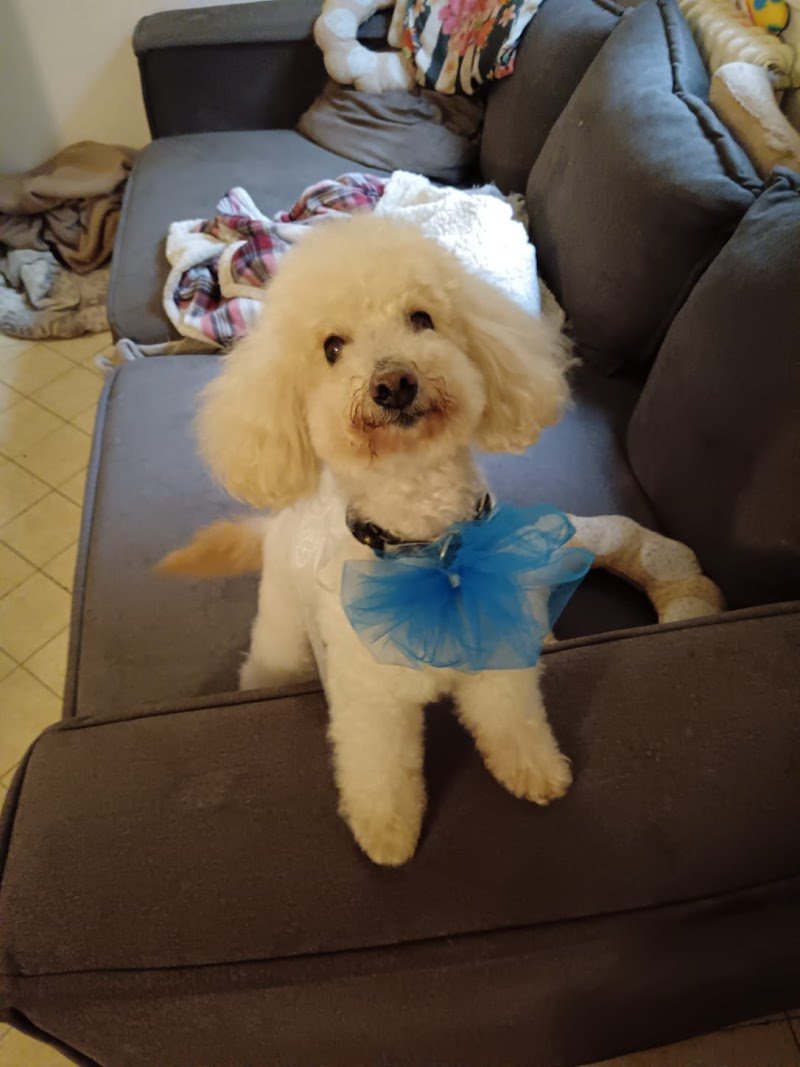 Arthemon Toelettatura & SPA - Foto 6