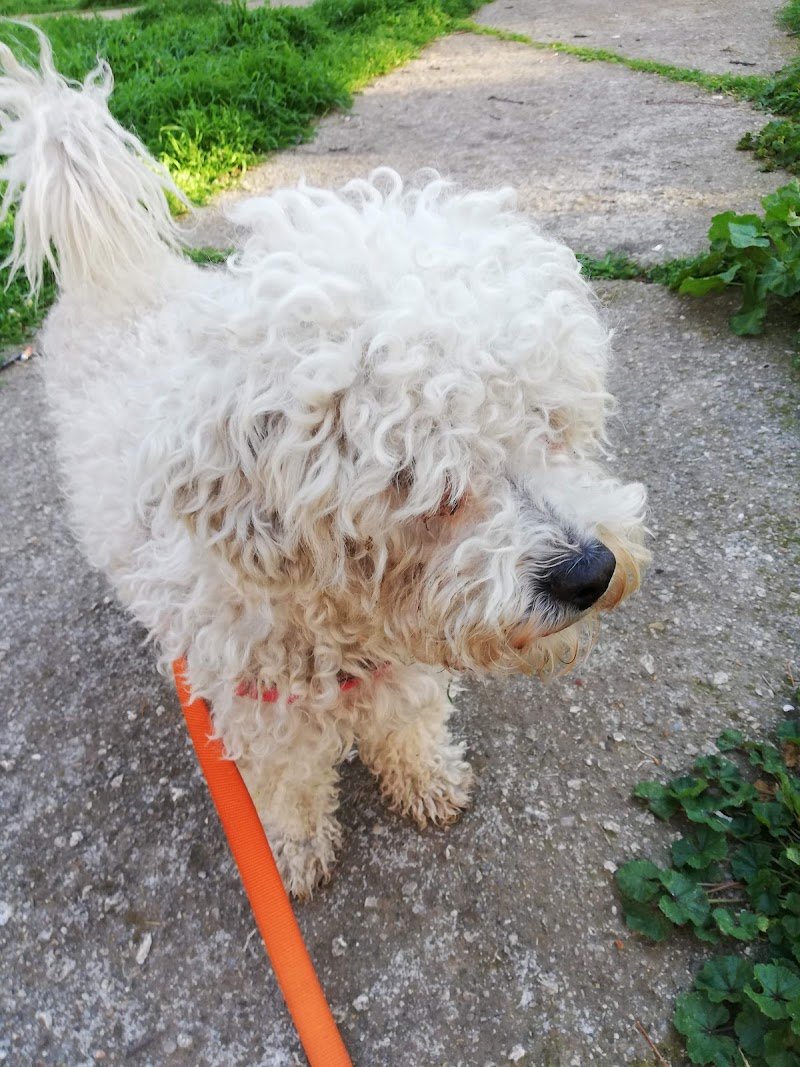 Arturo E Zoe Tolettatura - Foto 2