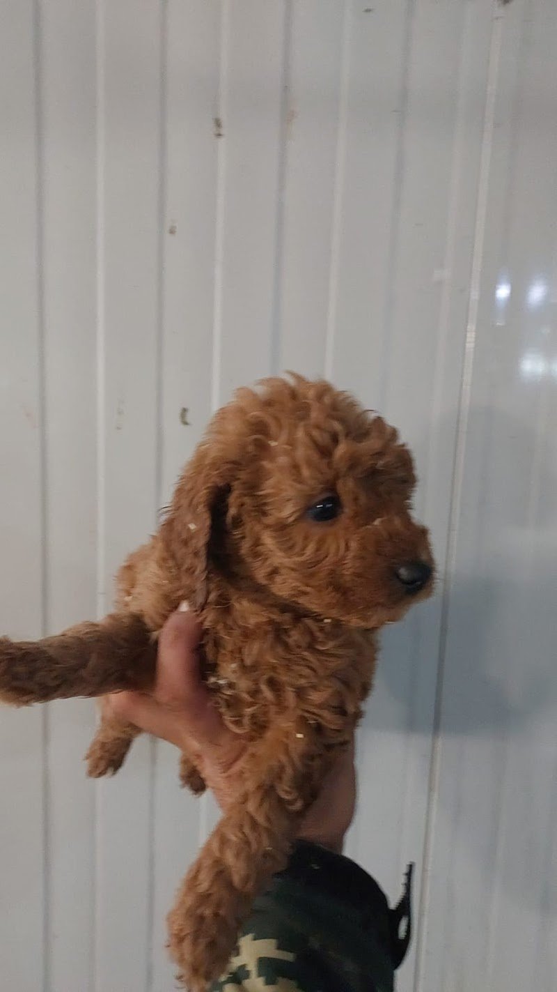 Arturo E Zoe Tolettatura - Foto 3