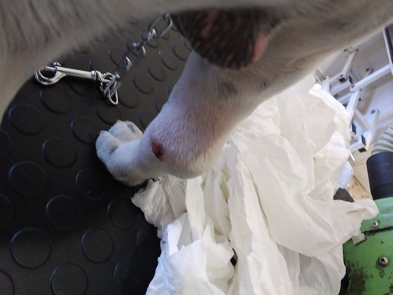 Arturo E Zoe Tolettatura - Foto 5