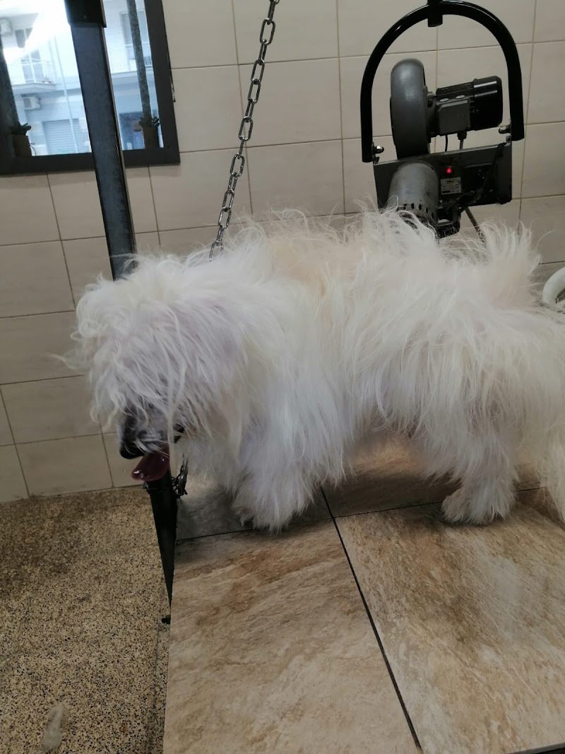 Ass.cul. A QUATTROZAMPE - Foto 2