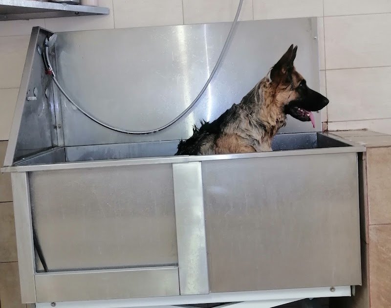 Ass.cul. A QUATTROZAMPE - Foto 3