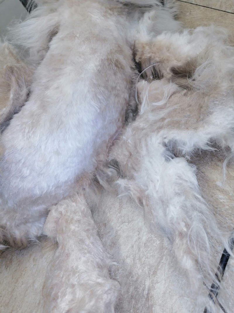 Ass.cul. A QUATTROZAMPE - Foto 4