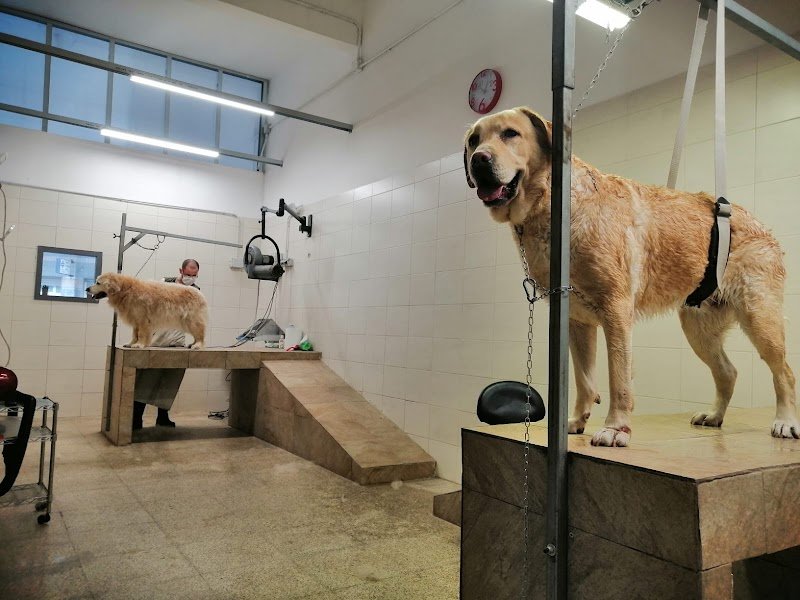 Ass.cul. A QUATTROZAMPE - Foto 5