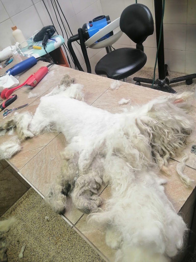 Ass.cul. A QUATTROZAMPE - Foto 6