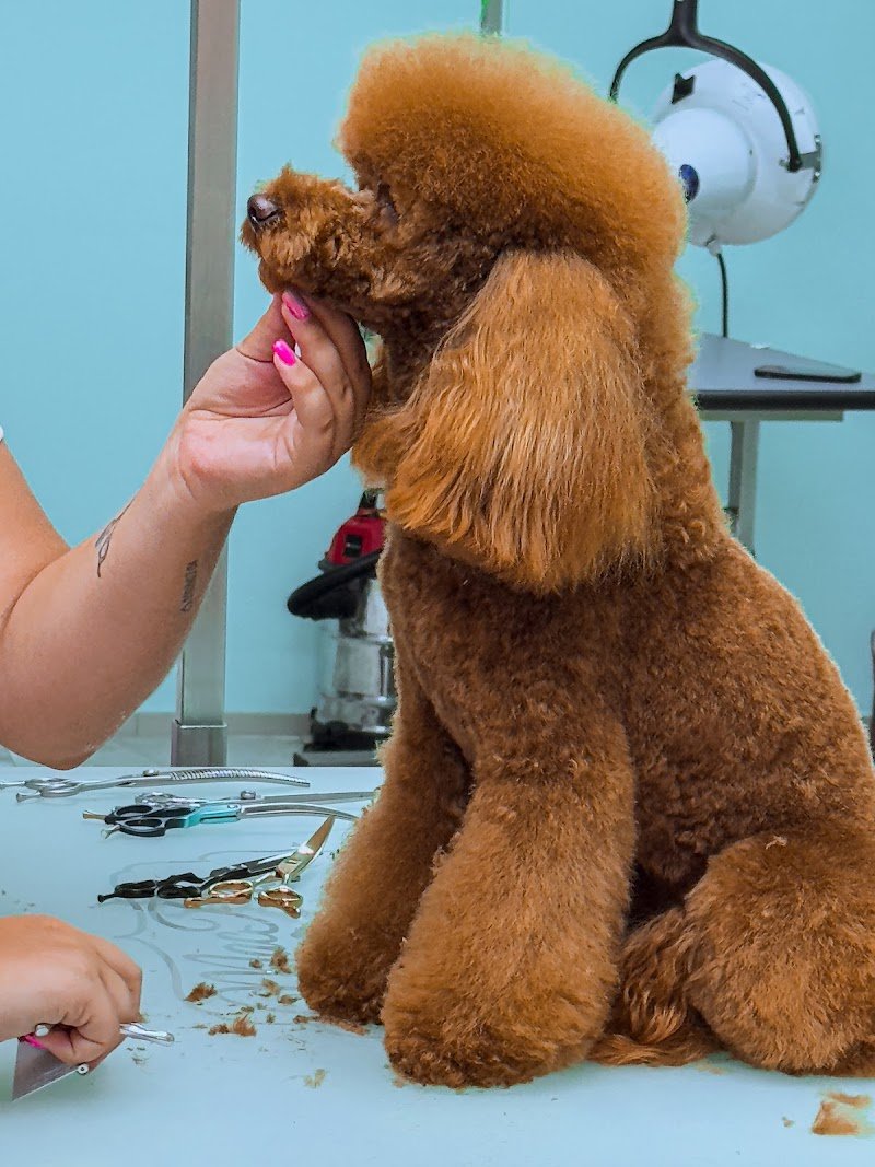 Audrey Toelettatura - Foto 1