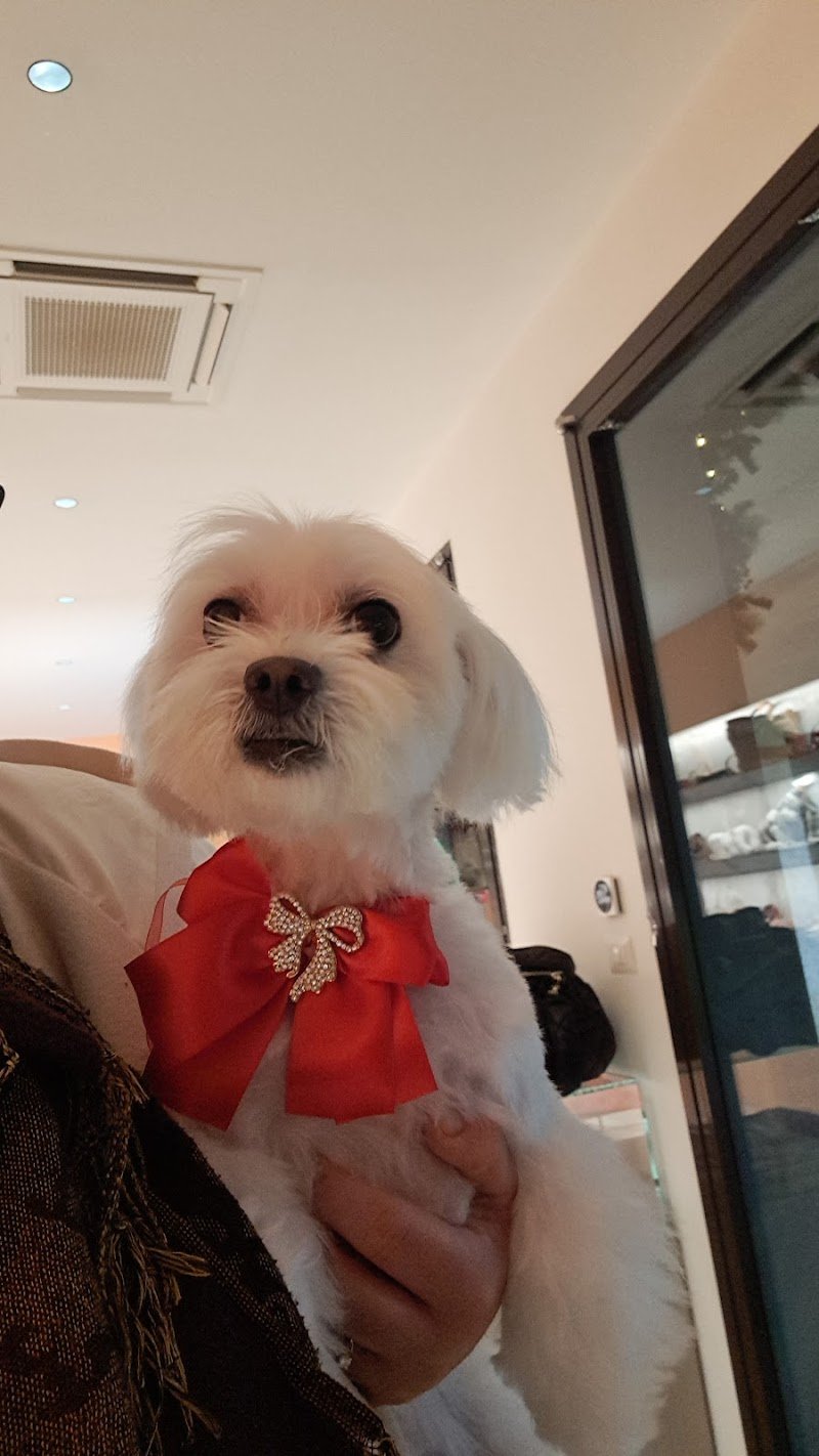 Audrey Toelettatura - Foto 2