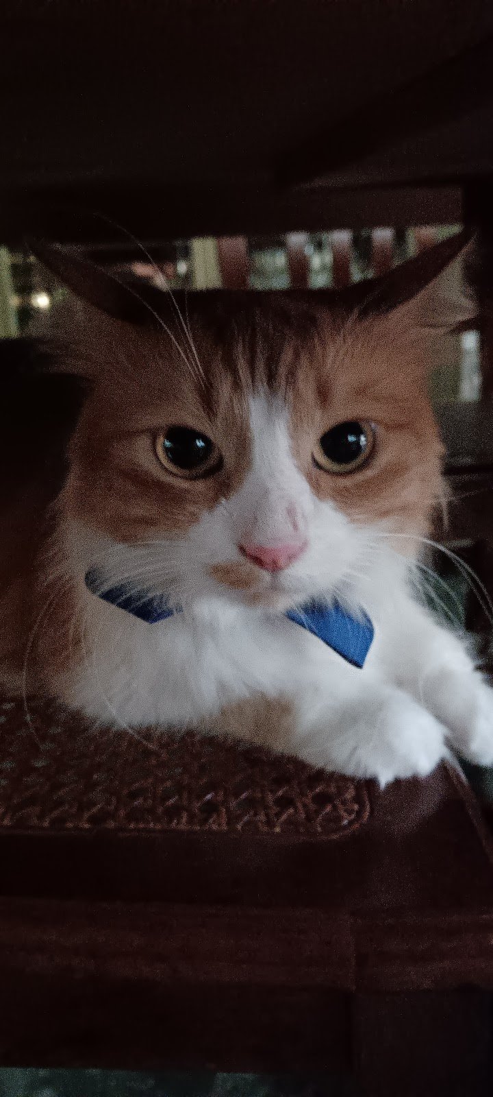 Backstage Pet Shop - Foto 3