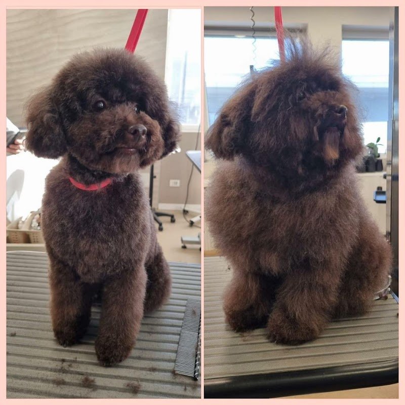 Baffi Buffi Toelettatura Beauty & SPA - Foto 1