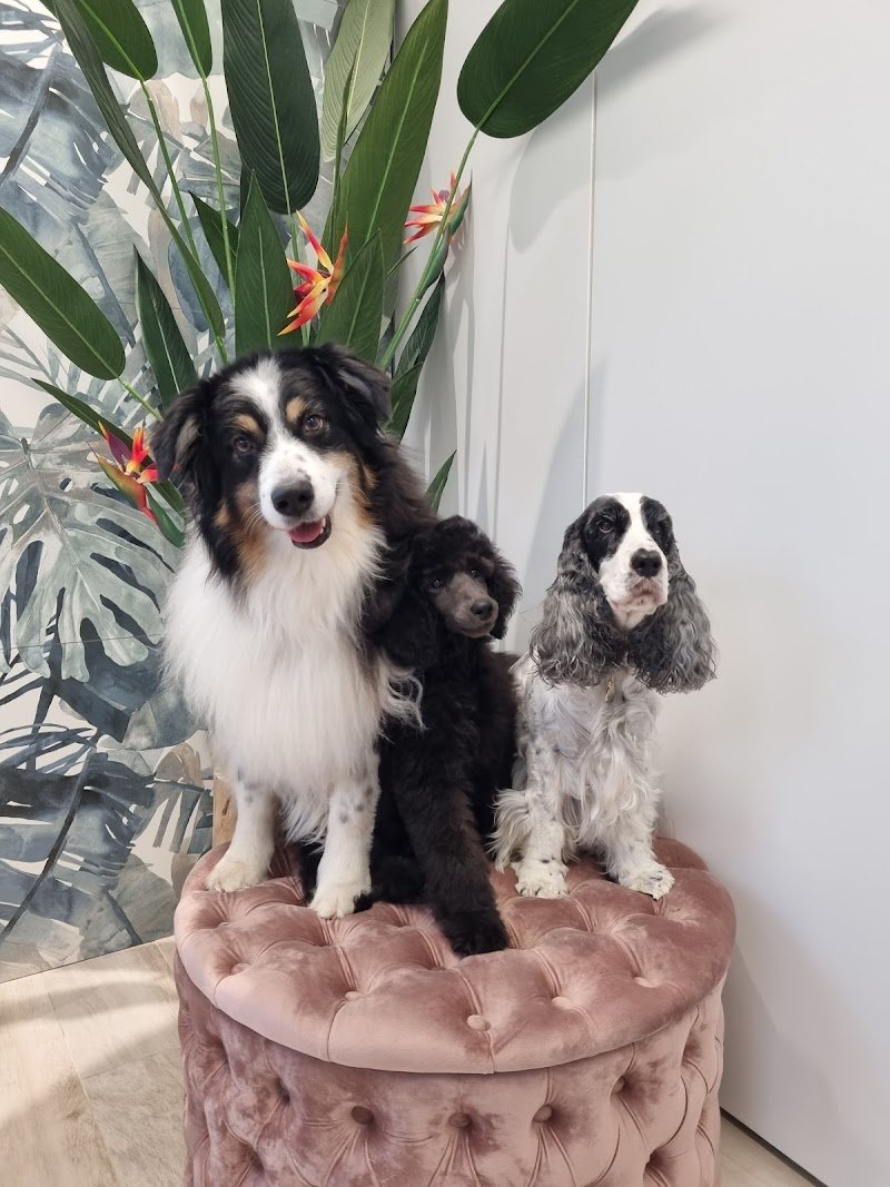 Baffi Buffi Toelettatura Beauty & SPA - Foto 5