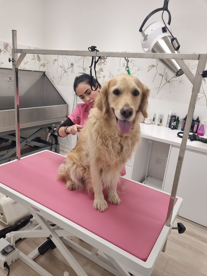 Baffi Buffi Toelettatura Beauty & SPA - Foto 6