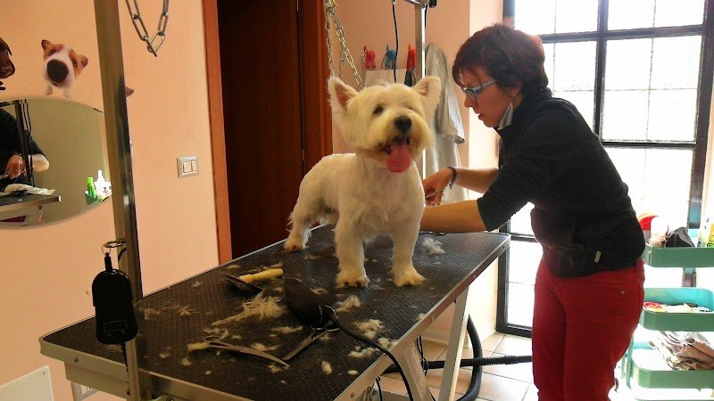 Balla Coi Lupi - Foto 4