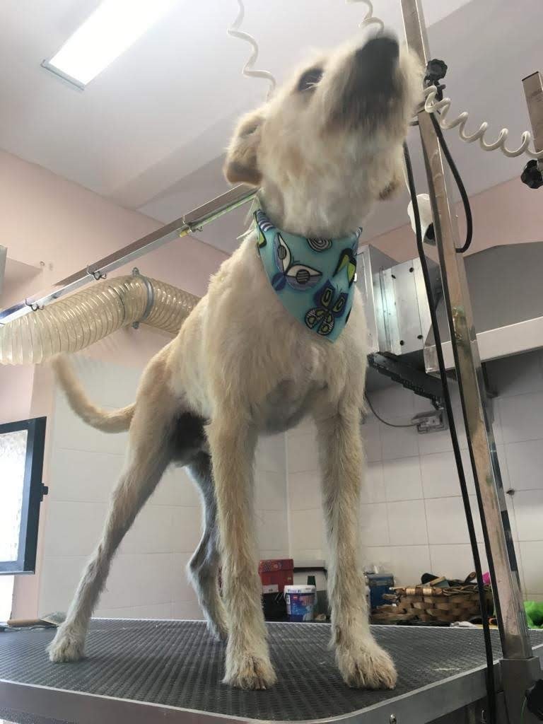 Balla Coi Lupi - Foto 6