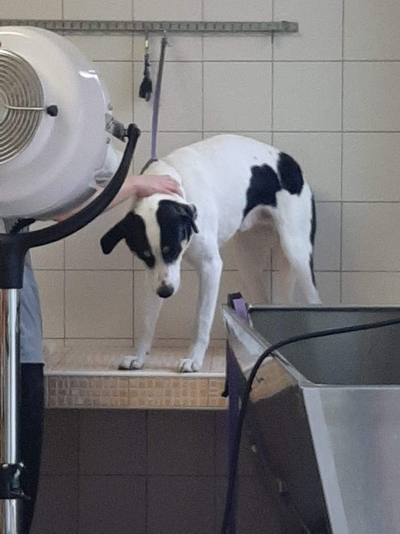 Baloo Boutique e Spa - Foto 2