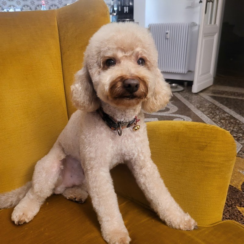 Banda Bassotti - Foto 3