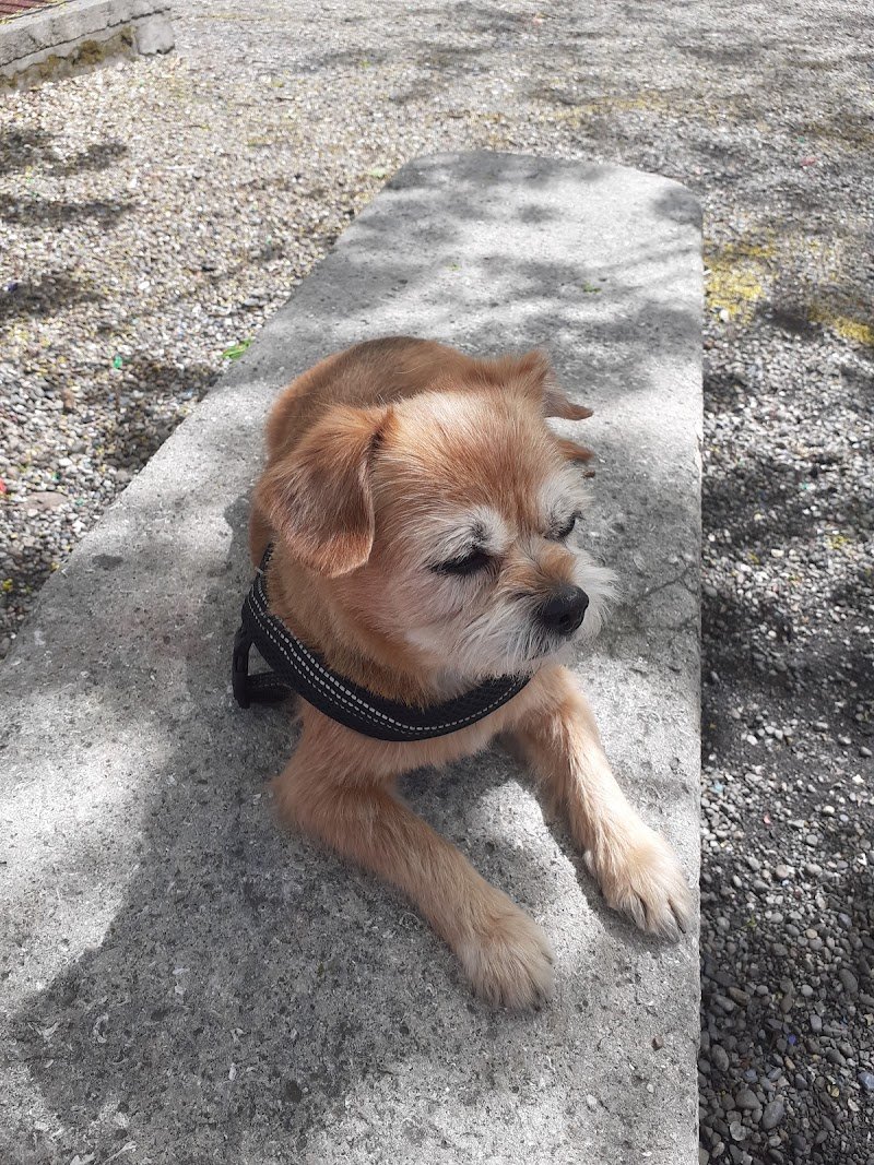 Banda Bassotti - Foto 4