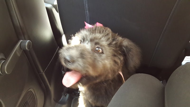 Bao & Mao Di Zaccardi L. Ursini L. E Spinelli M. - Foto 2