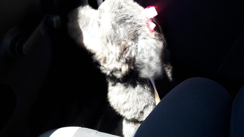 Bao & Mao Di Zaccardi L. Ursini L. E Spinelli M. - Foto 4